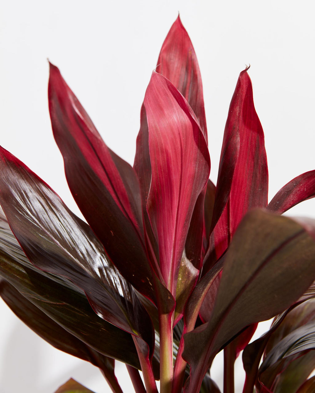 Cordyline Florida Flamingo - Image 2