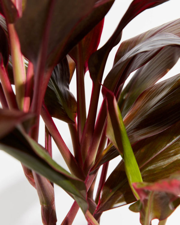 Cordyline Florida Flamingo - Image 3