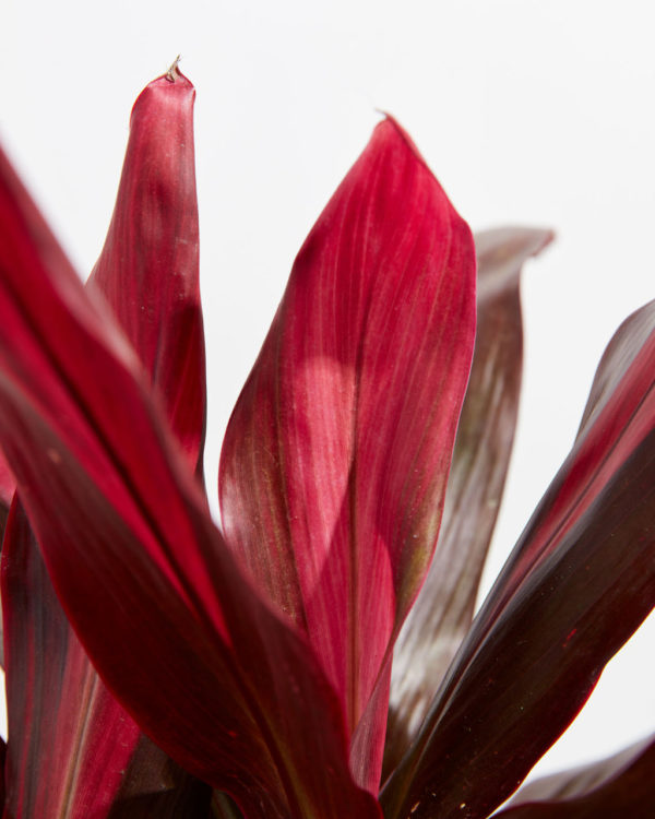 Cordyline Florida Flamingo - Image 4